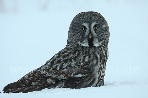 Bartkauz (Strix nebulosa)