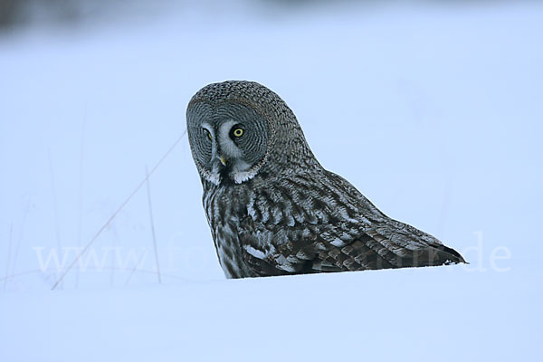 Bartkauz (Strix nebulosa)