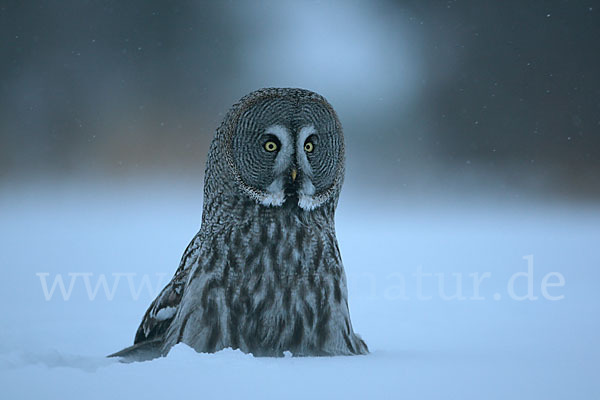 Bartkauz (Strix nebulosa)