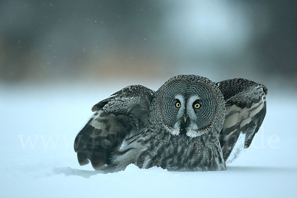 Bartkauz (Strix nebulosa)