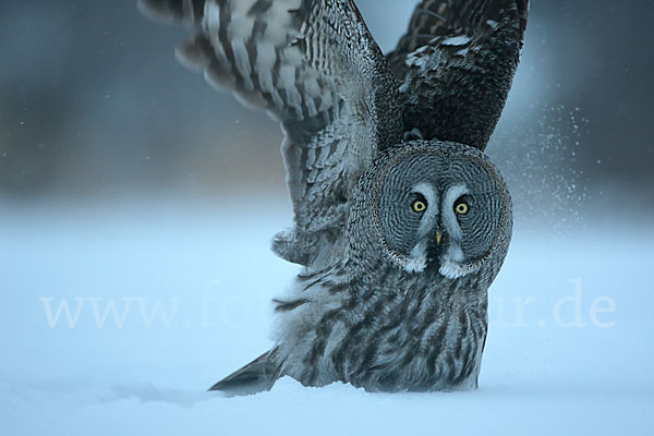 Bartkauz (Strix nebulosa)