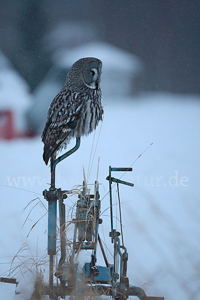 Bartkauz (Strix nebulosa)