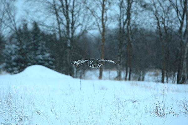 Bartkauz (Strix nebulosa)