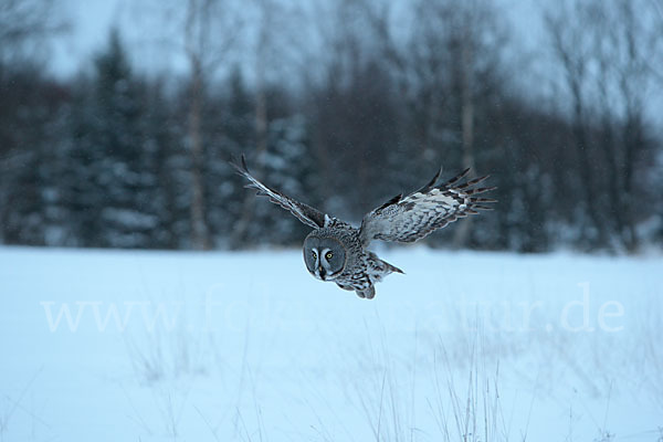 Bartkauz (Strix nebulosa)