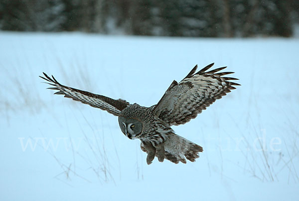 Bartkauz (Strix nebulosa)