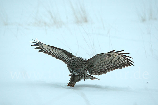 Bartkauz (Strix nebulosa)