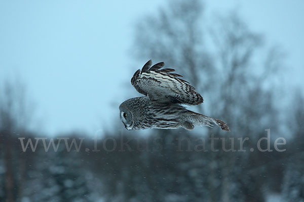 Bartkauz (Strix nebulosa)