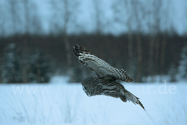 Bartkauz (Strix nebulosa)