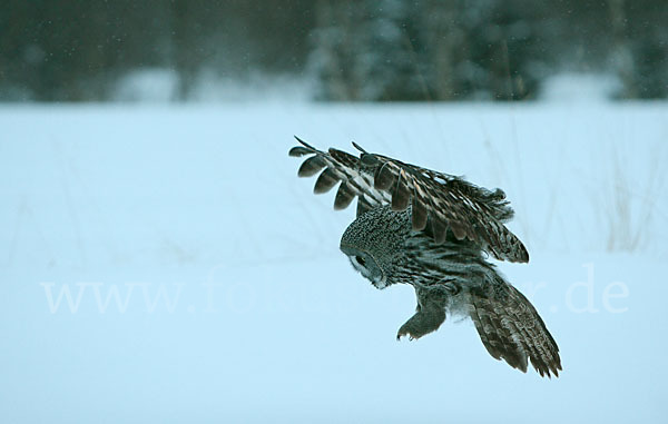 Bartkauz (Strix nebulosa)