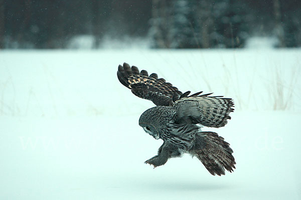 Bartkauz (Strix nebulosa)