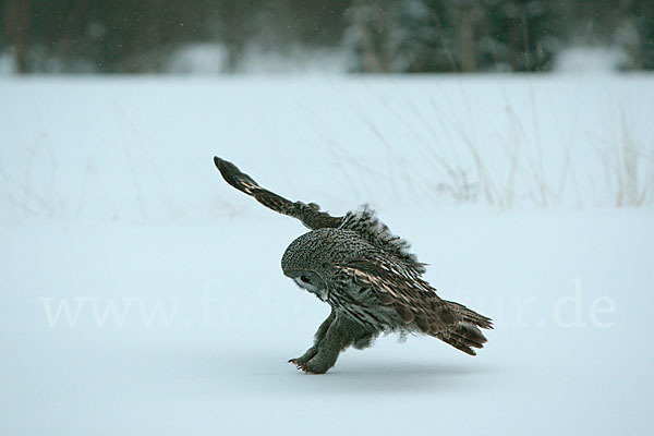 Bartkauz (Strix nebulosa)