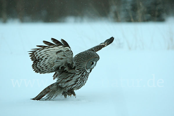 Bartkauz (Strix nebulosa)