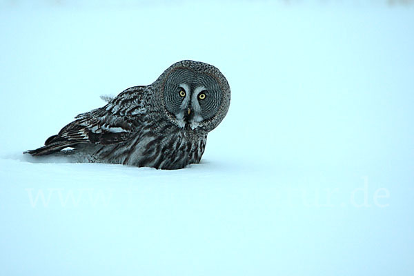 Bartkauz (Strix nebulosa)