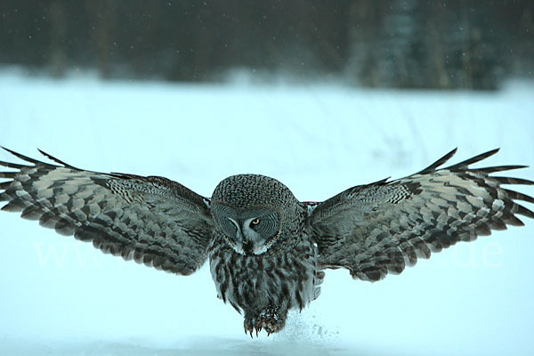 Bartkauz (Strix nebulosa)