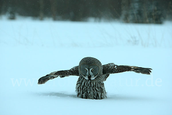 Bartkauz (Strix nebulosa)