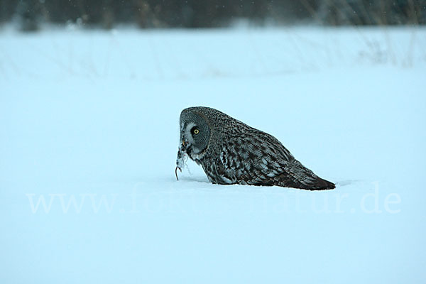 Bartkauz (Strix nebulosa)