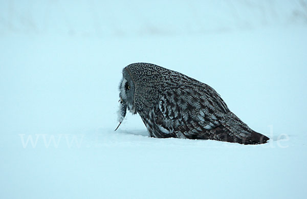 Bartkauz (Strix nebulosa)