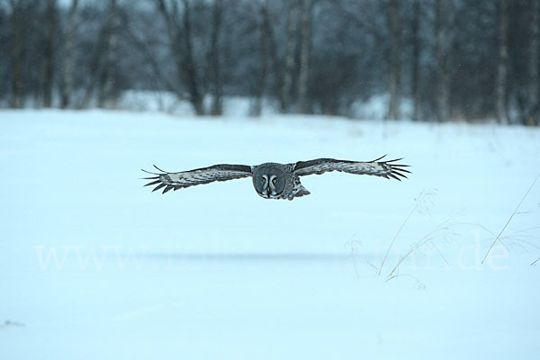 Bartkauz (Strix nebulosa)