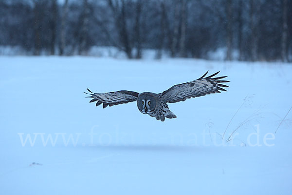 Bartkauz (Strix nebulosa)