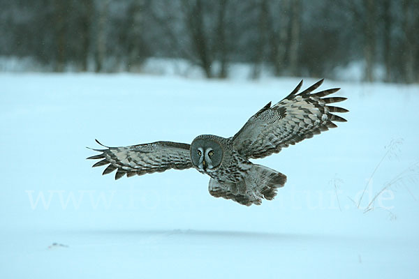 Bartkauz (Strix nebulosa)