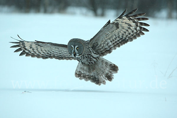 Bartkauz (Strix nebulosa)