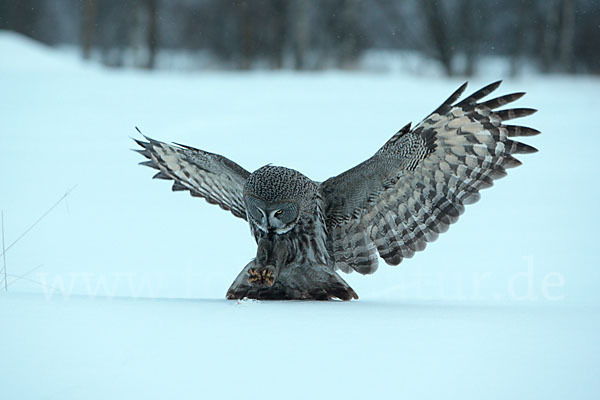 Bartkauz (Strix nebulosa)