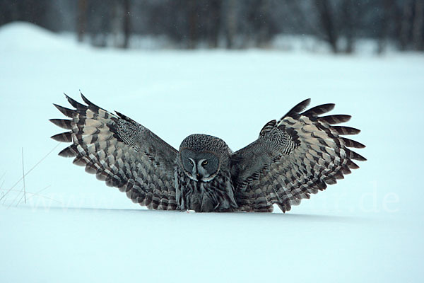 Bartkauz (Strix nebulosa)