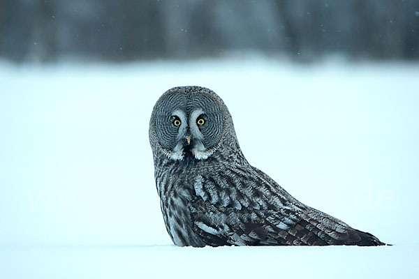 Bartkauz (Strix nebulosa)