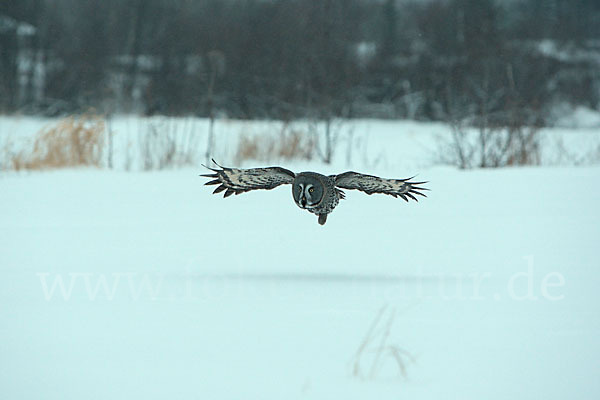 Bartkauz (Strix nebulosa)