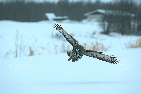 Bartkauz (Strix nebulosa)