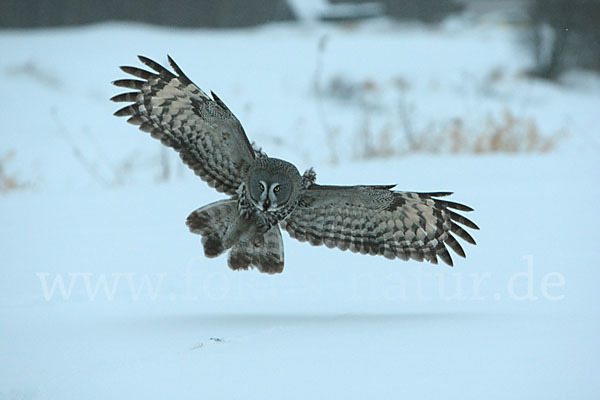 Bartkauz (Strix nebulosa)