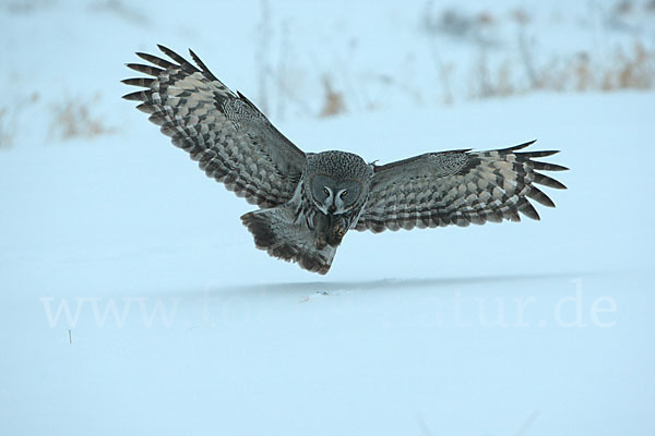 Bartkauz (Strix nebulosa)