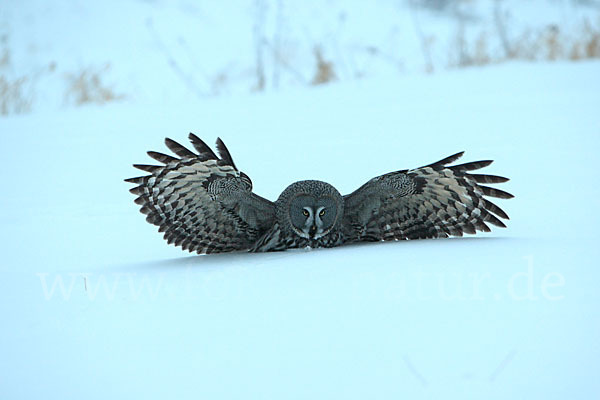 Bartkauz (Strix nebulosa)