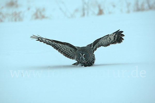 Bartkauz (Strix nebulosa)