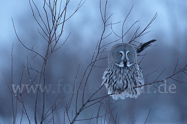 Bartkauz (Strix nebulosa)