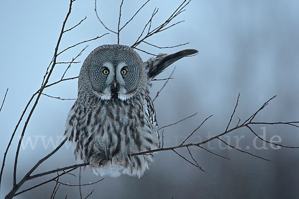 Bartkauz (Strix nebulosa)