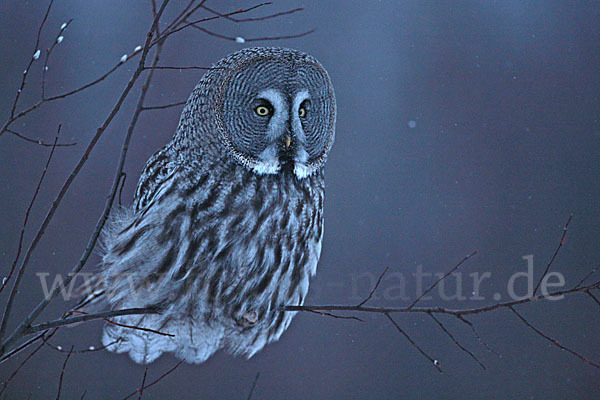 Bartkauz (Strix nebulosa)