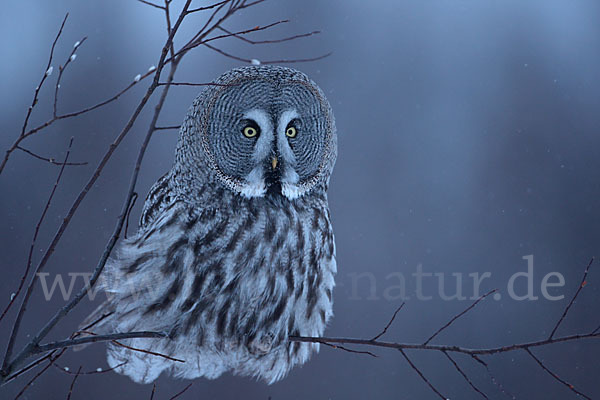 Bartkauz (Strix nebulosa)