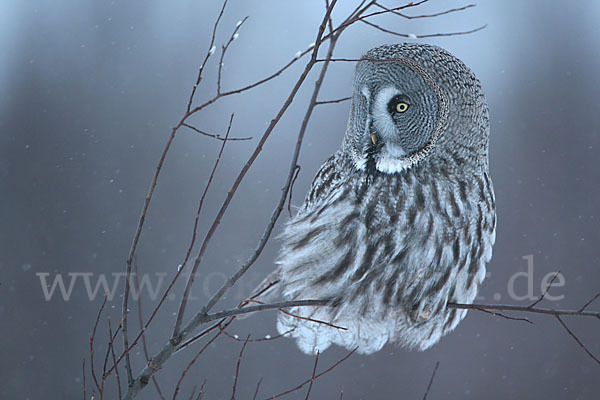 Bartkauz (Strix nebulosa)