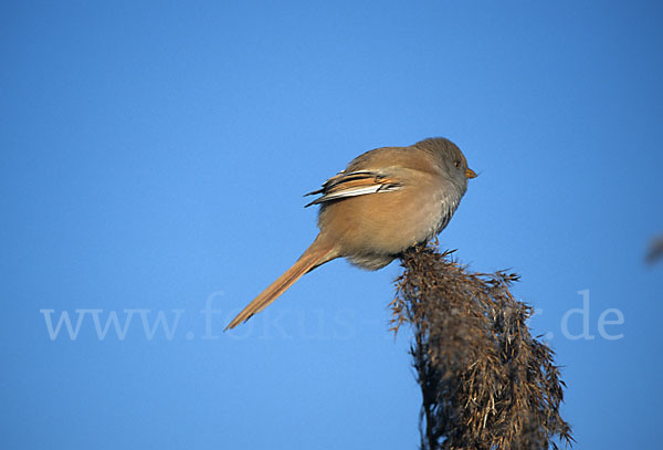 Bartmeise (Panurus biarmicus)