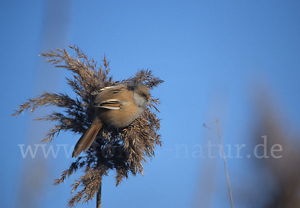 Bartmeise (Panurus biarmicus)