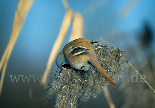 Bartmeise (Panurus biarmicus)