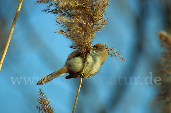 Bartmeise (Panurus biarmicus)