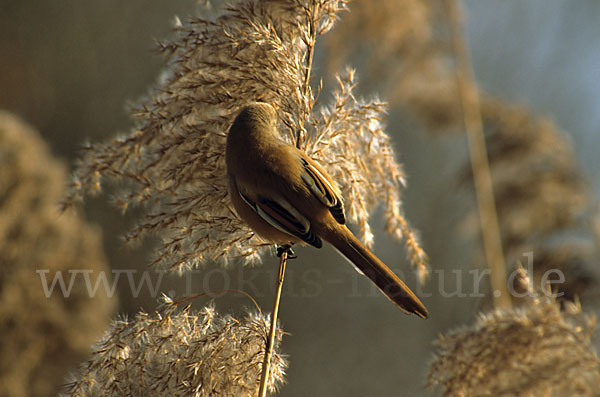 Bartmeise (Panurus biarmicus)