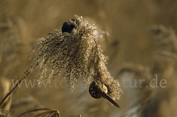 Bartmeise (Panurus biarmicus)