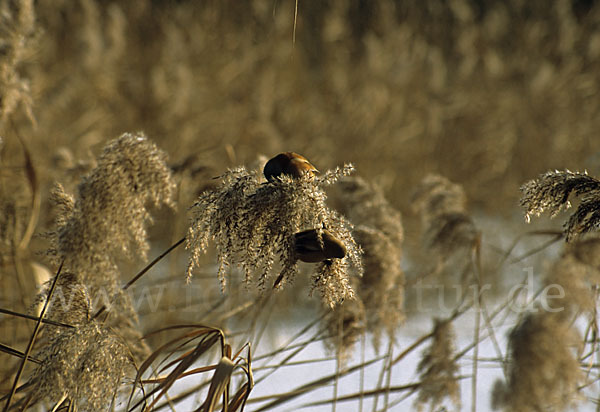 Bartmeise (Panurus biarmicus)