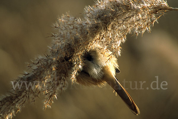 Bartmeise (Panurus biarmicus)