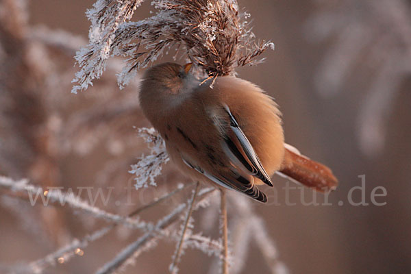 Bartmeise (Panurus biarmicus)