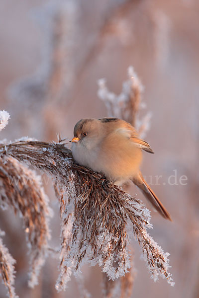 Bartmeise (Panurus biarmicus)