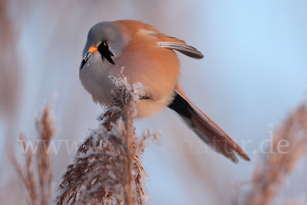 Bartmeise (Panurus biarmicus)